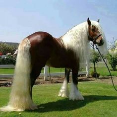 a brown and white horse standing on top of a lush green field