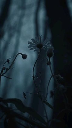 a flower in the dark with water droplets on it