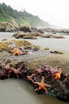 several starfishs are on the sand near the water's edge, with trees in the background