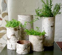 four white birch trees with plants in them on a black table next to a wall