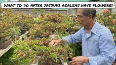 a man is looking at some plants in a greenhouse with the caption what to do after satsui azaleas have flowers