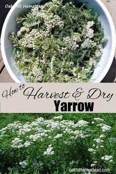 how to harvest and dry yarrow in the garden with text overlay that reads how to harvest and dry yarr