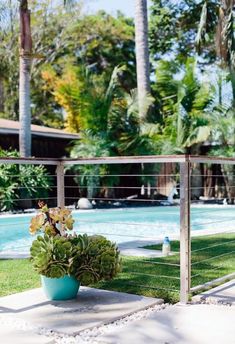 a potted plant sitting on the ground next to a fence near a swimming pool