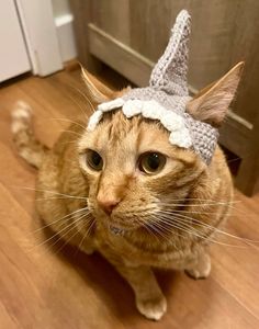 an orange cat wearing a knitted hat with a unicorn horn on it's head