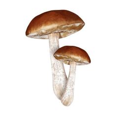 two mushrooms are shown on a white background