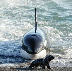 an orca whale and its baby on the beach