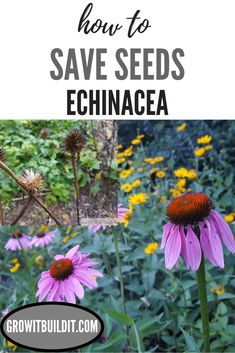 purple flowers with text overlay how to save seeds echinacea