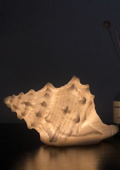 a white shell lamp sitting on top of a table next to an electric toothbrush holder