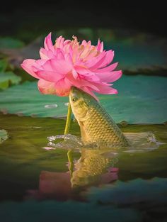 a fish with a large pink flower on its head in the middle of some water