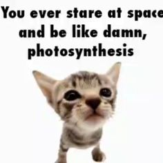 a cat is looking at the camera with an ad in front of it that says you ever stare at space and be like damn, photosyntheiss