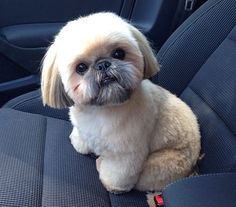 a small dog sitting in the back seat of a car