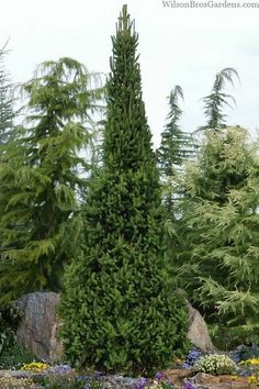 a very tall evergreen tree sitting in the middle of a garden