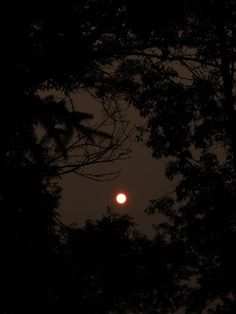 the moon is seen through some trees at night