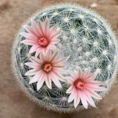 two pink flowers sitting on top of a green cactus