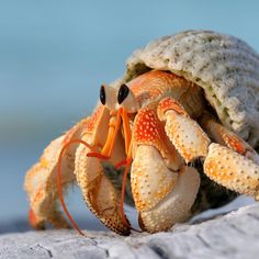 a close up of a crab on a rock