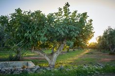 the sun is setting in an orchard with trees and rocks on the ground, along with green grass