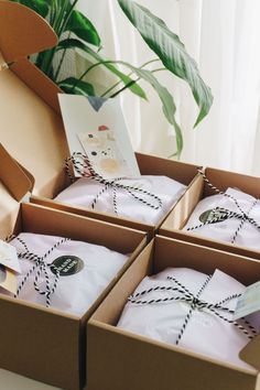 two boxes with white shirts in them sitting on a table next to a potted plant