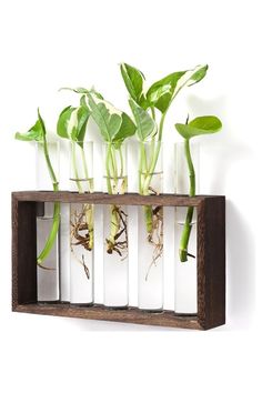 some plants are growing in test tubes on a white wall and hanging from a wooden shelf