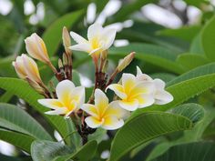 some yellow and white flowers are growing on the tree