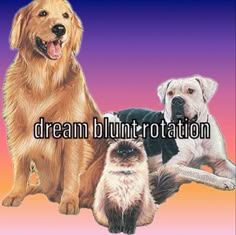 two dogs and a cat are sitting next to each other with the caption's written below them