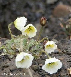 small white flowers growing out of the ground next to rocks and grass with water droplets on them