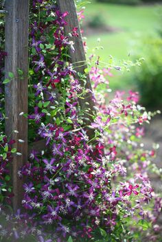 purple and white flowers growing on the side of a wooden structure in a garden area