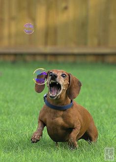 a brown dog sitting on top of a lush green field with bubbles in its mouth