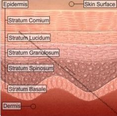 Esthetician Inspiration, Skin Anatomy, Medical Esthetician, Dry Skin Acne, Esthetician School, Homemade Facial, Skin Facts, Homemade Facial Mask, Chemical Peels