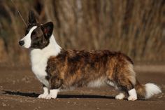 a brown and white dog standing on top of a dirt field