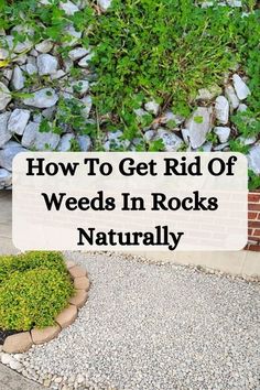 a rock garden with the words how to get rid of weeds in rocks naturally on it