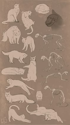 an image of cats in various poses and sizes