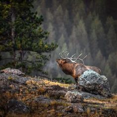 an elk standing on top of a rocky hillside