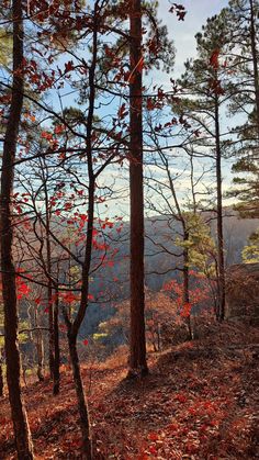 trees with red leaves in the foreground and blue sky in the background on a hill