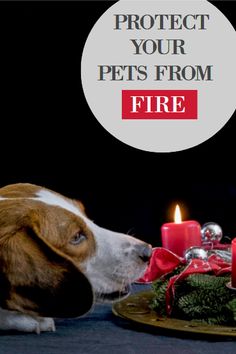 a dog sniffing a plate with candles on it that says protect your pets from fire