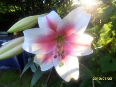 a white and pink flower with green leaves in the foreground, on a sunny day