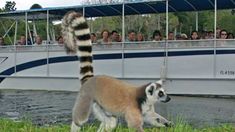 a ring tailed lemur walking on the grass in front of a boat full of people