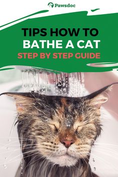 a cat that is sitting under a faucet with water on it's head