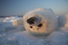 a small white animal laying on top of snow covered ground with it's eyes open