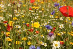 a field full of wildflowers and other flowers