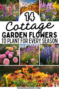 Create a year-round cottage garden with our guide to 14 must-have flowers. Learn which blooms to plant in spring, summer, and fall, and watch your garden evolve with gorgeous seasonal flowers that add charm and character throughout the year. Plants