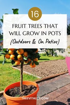 an orange tree with the words fruit trees that will grow in pots outdoors and on patios