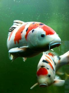 two orange and white fish swimming next to each other