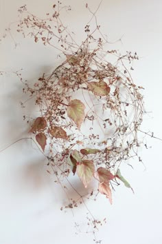 dried flowers and leaves on a white surface