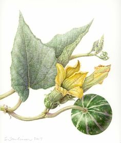 a watercolor drawing of a yellow flower and green leaves