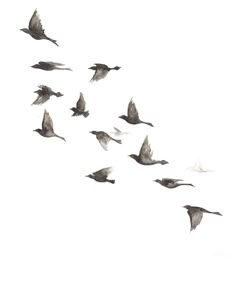 a flock of birds flying in the sky