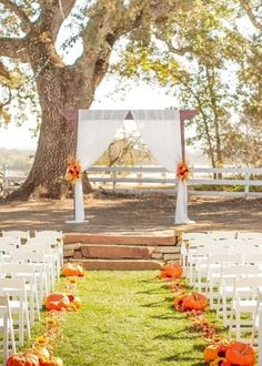 an outdoor ceremony set up with white chairs and orange pumpkins on the grass in front of a tree