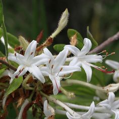 some white flowers are blooming on a tree