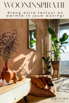 a dog laying on top of a rug next to a table with potted plants