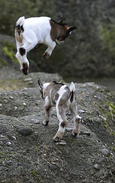 two small dogs are jumping over the rocks