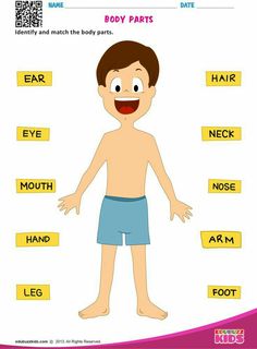 Body Parts Worksheet, Match Worksheet, Body Parts For Kids, Human Body Worksheets, Body Preschool, Kindergarten Phonics Worksheets